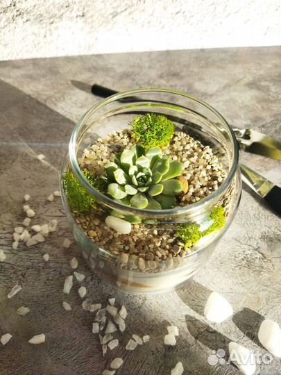 Флорариум баночка с эхеверией
