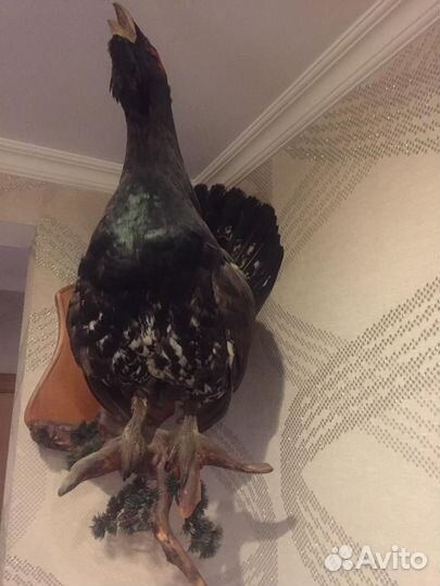 Чучело глухаря