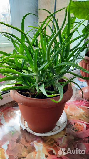 Продам цветы комнатные алоэ