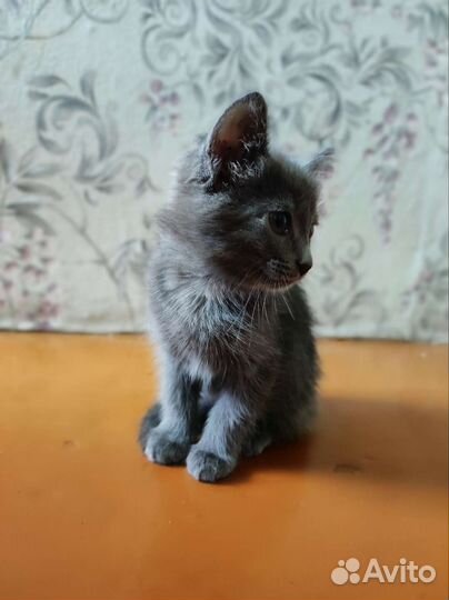 Кошки в добрые руки