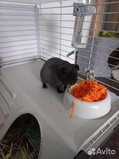 Морская свинка скинни