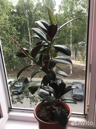 Комнатные цветы