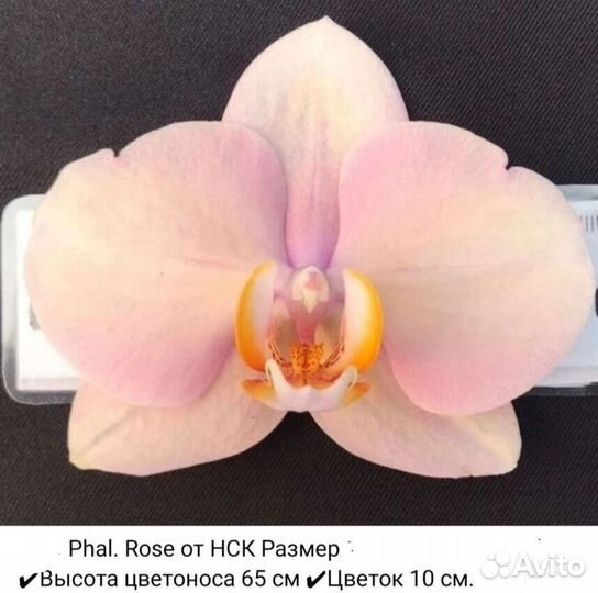 Орхидея Phal. Rose. В наличии