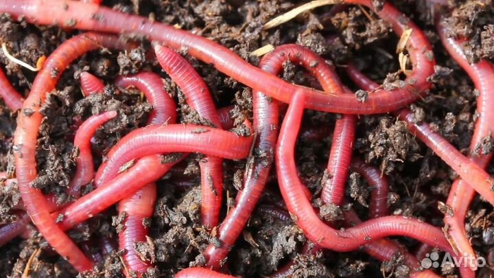 Калифорнийский червь