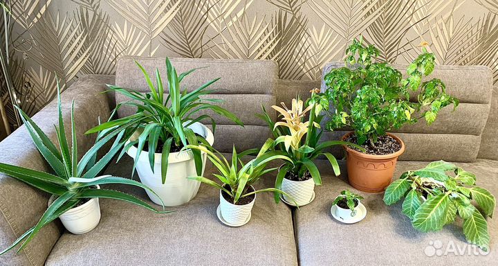 Алоэ, гузмания, юкка, кроссандра, глоксиния