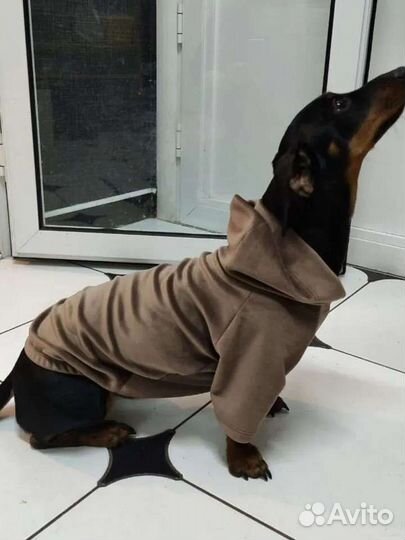 Одежда для собак такса