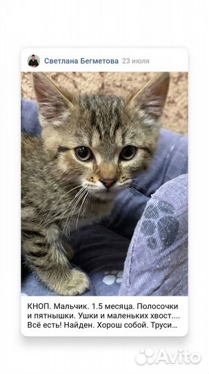 Котенок в добрые руки