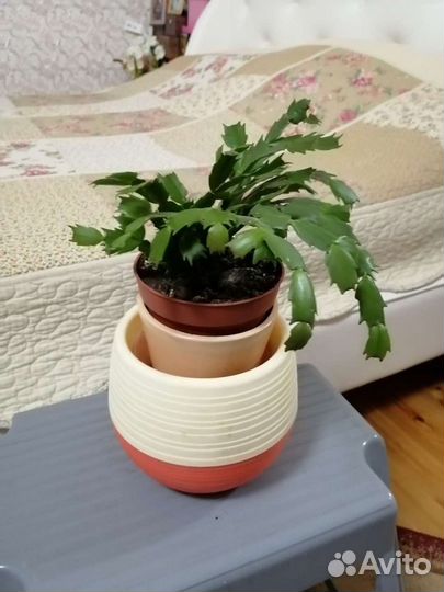 Комнатные цветы