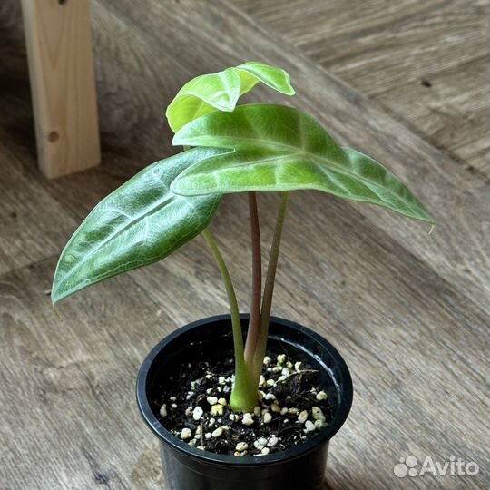 Алоказия лонгилоба грин