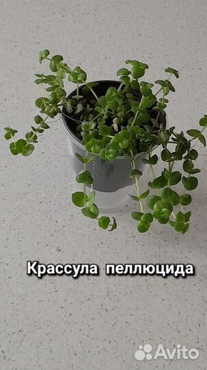 Комнатные растения