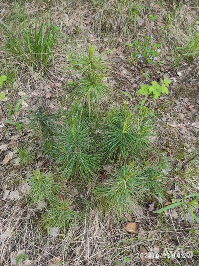 Рассада кедра