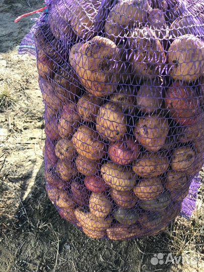 Продам картофель домашний