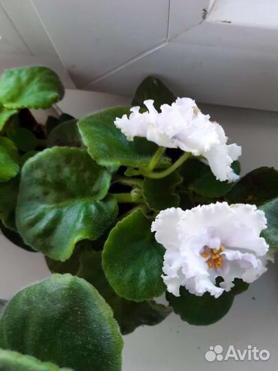 Фиалка в горшках