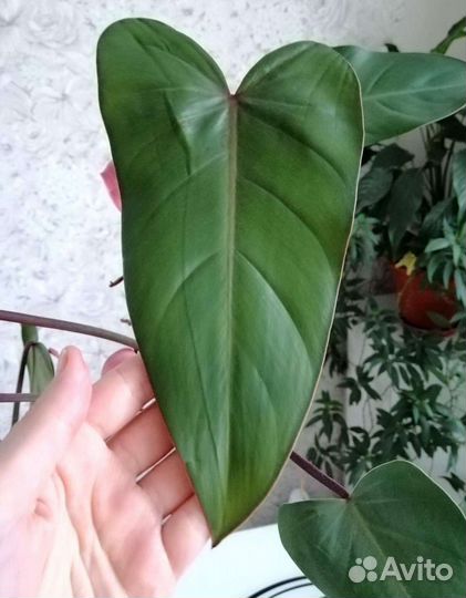 Филодендрон краснеющий