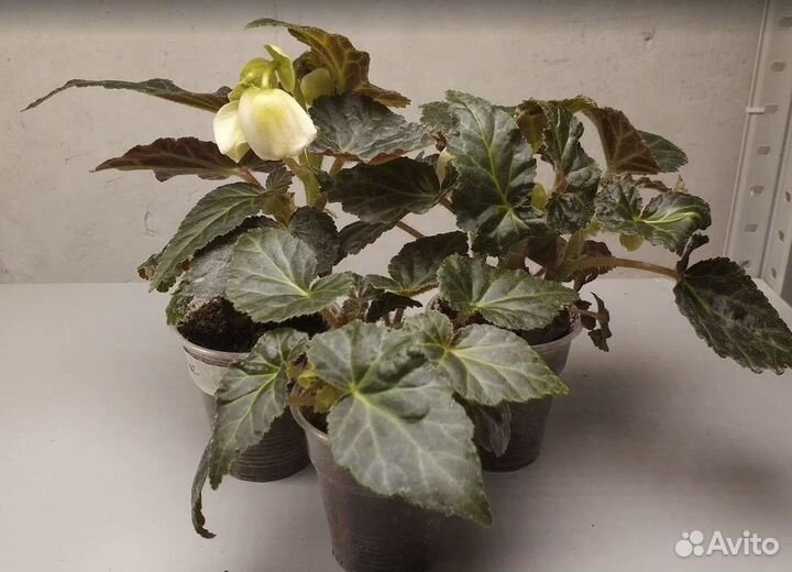 Ампельная бегония Беллекония Mango, Шардоне