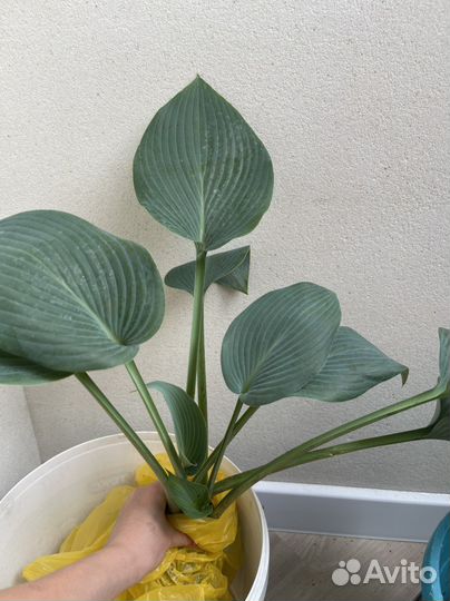 Хоста голубая