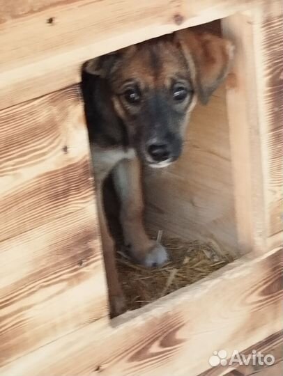 Собака в добрые руки