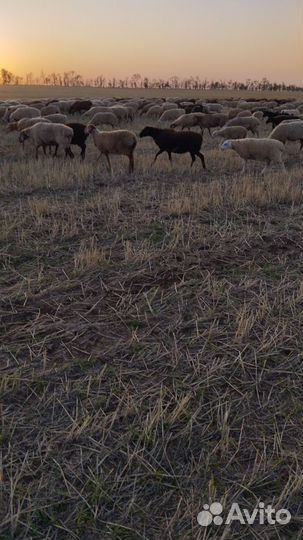 Овцы ярки матки баранчики