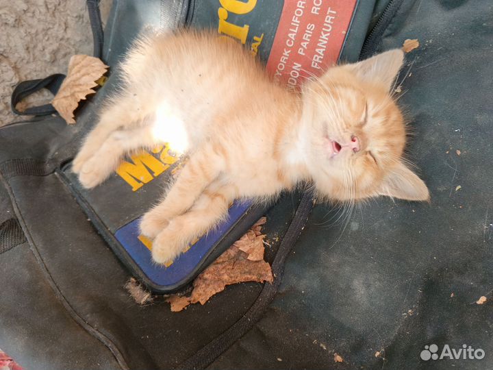 Бронь. Котёнок