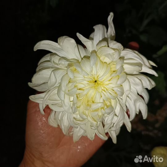Хризантема одноголовая