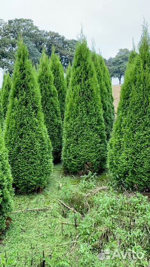 Туя Смарагд vip 2м