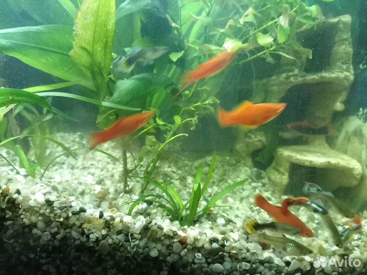 Рыба в аквариум