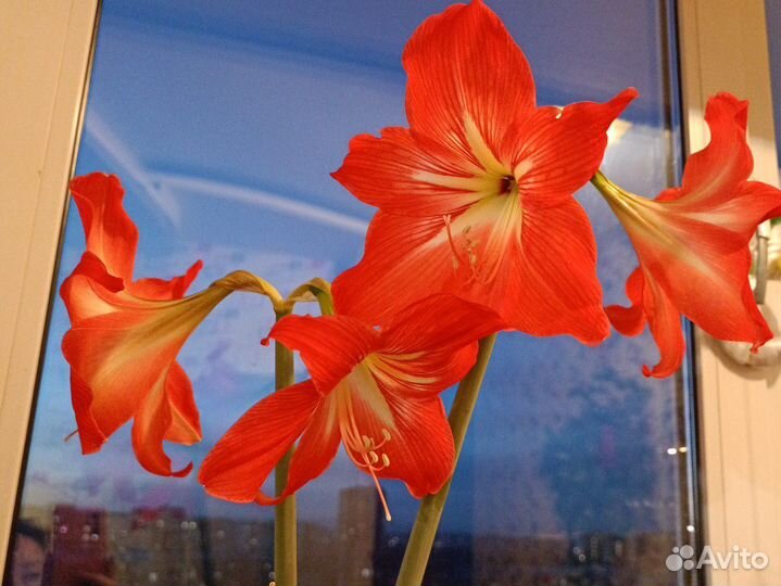 Гиппиаструм