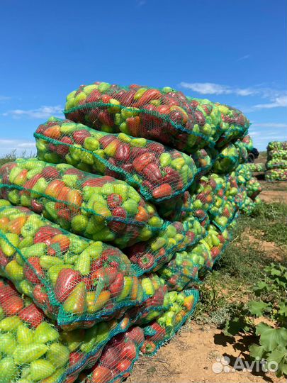 Астраханские перцы сетевое качество