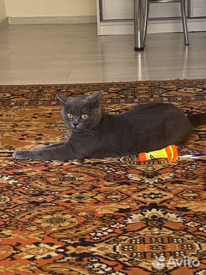 Шотландская кошка