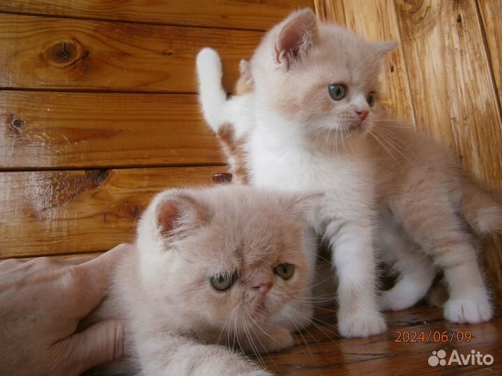 Котята Экзоты Девочки и Мальчики