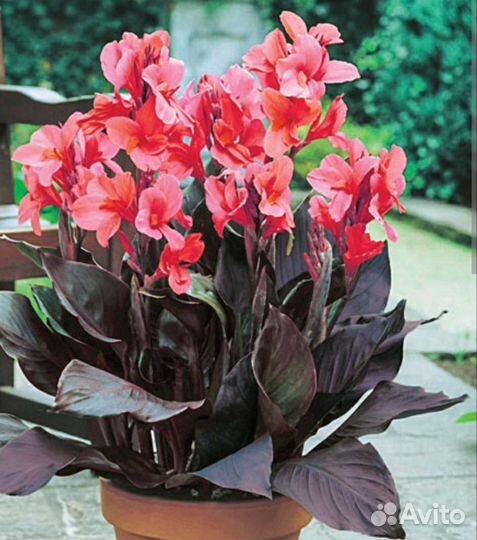 Канна карликовая