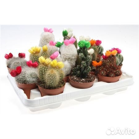 Кактус С сухоцветами 5 10