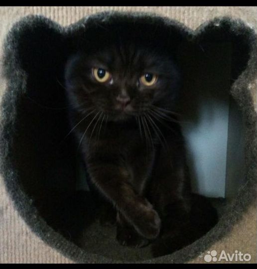 Отдам в добрые руки