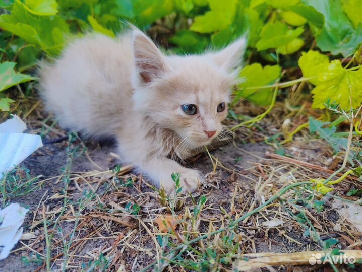 Кошки бесплатно