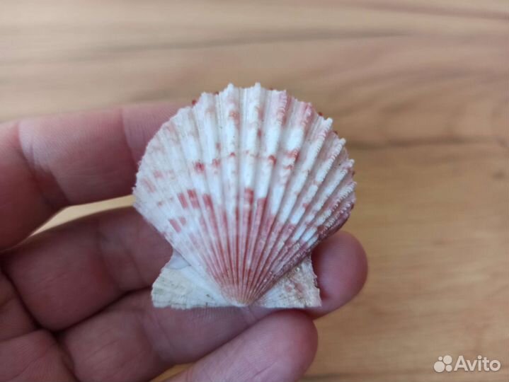 Морская раковина