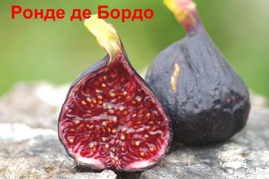 Инжир Харди Чикаго: особенности сорта и рекомендации