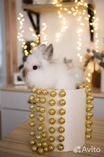 Кролик в аренду