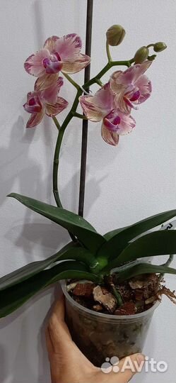 Фаленопсис