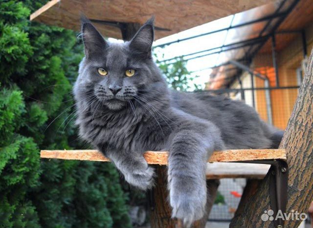 Вязка Мейн Куна