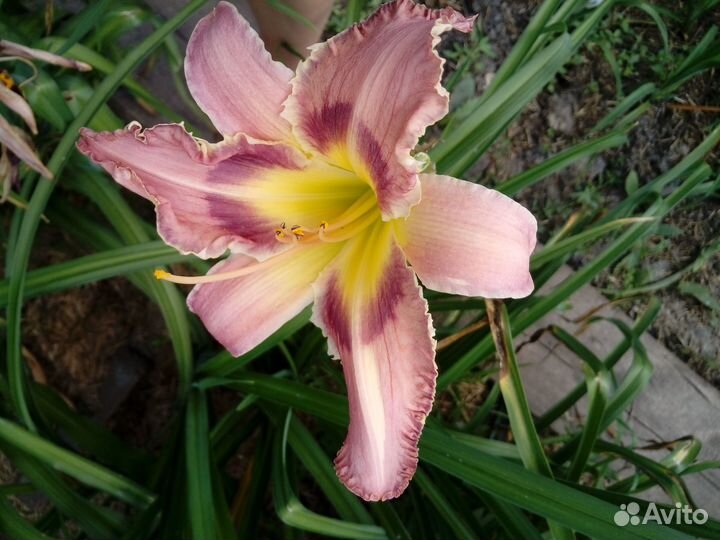 Продам зимостойкие гибридные лилейники