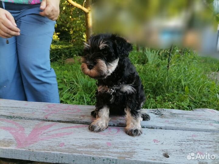 Цвергшнауцер черный с серебром