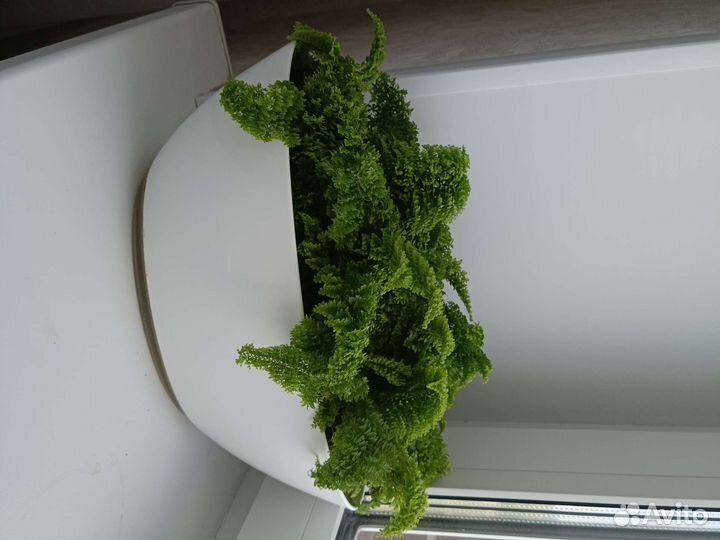 Нефролепис карликовый