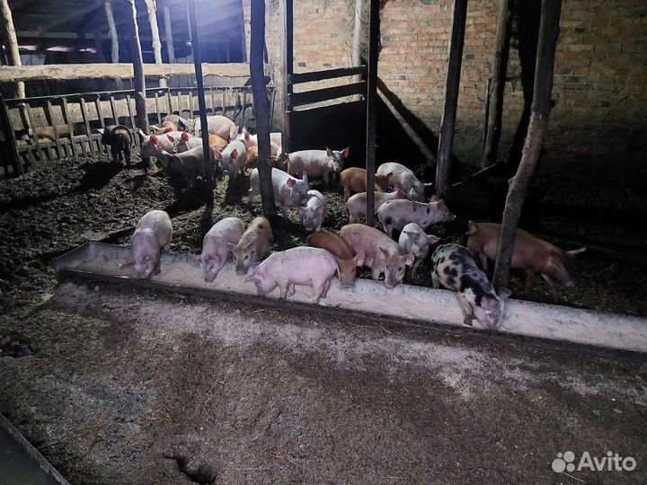 Поросята