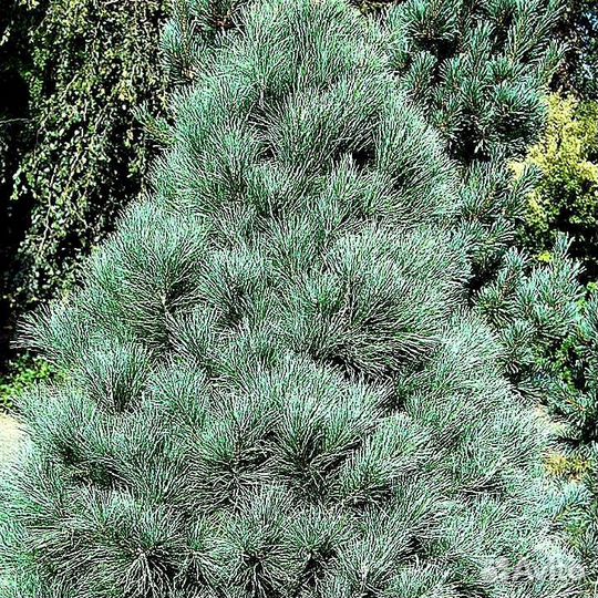 Высокая сосна на участок