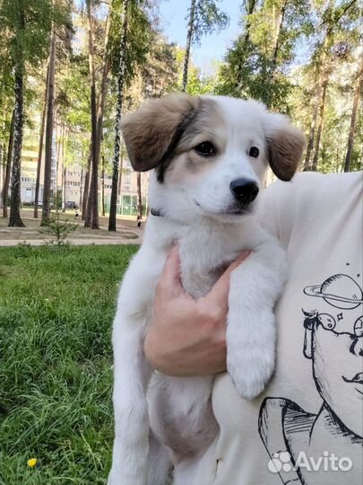 Щенок в добрые руки