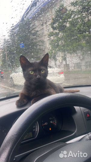 Кошка