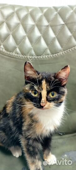 Кошка