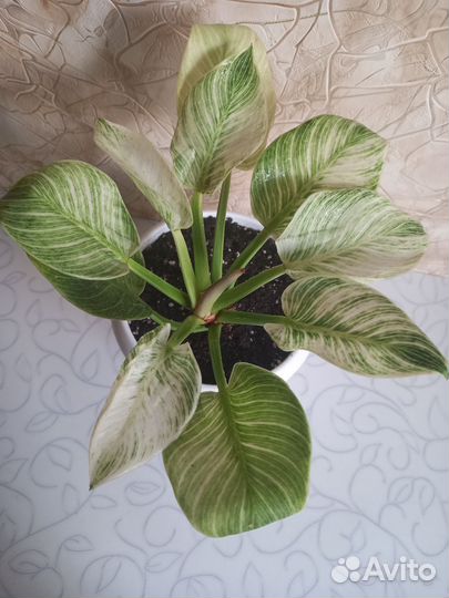 Филодендрон Биркин Вайт