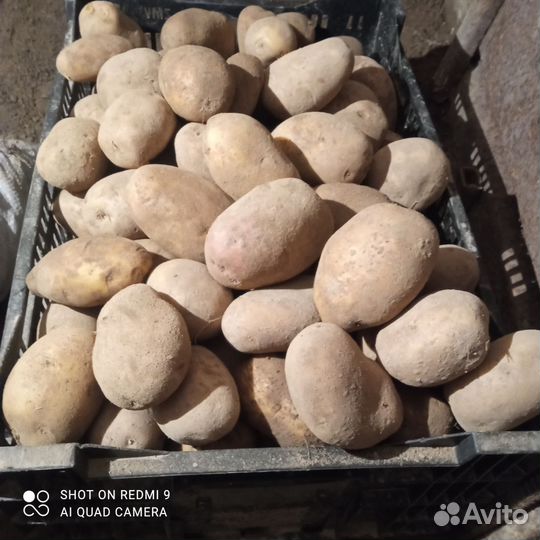 Продам картофель