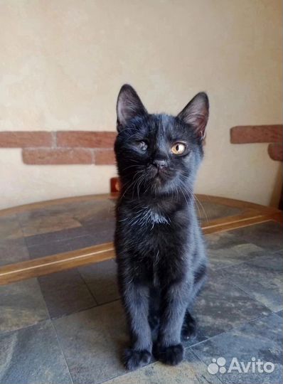 Котик 5 месяцев